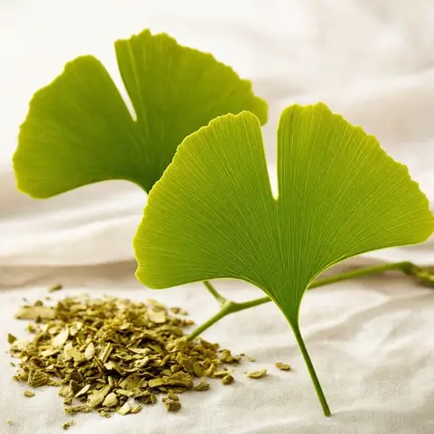 Ilustración del ingrediente Ginkgo Biloba